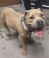 adoptable Dog in  named BLUE