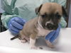 adoptable Dog in  named ROXY