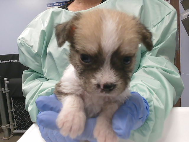 adoptable Dog in Phoenix, AZ named GIZMO