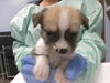 adoptable Dog in  named GIZMO