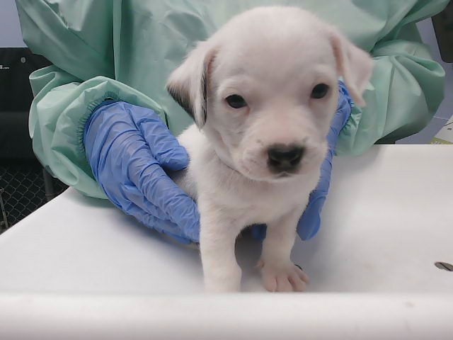 adoptable Dog in Phoenix, AZ named TUCKER