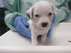 adoptable Dog in  named TUCKER