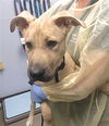 adoptable Dog in  named FERRY
