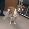 adoptable Dog in  named CHESTER