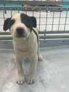 adoptable Dog in  named AIRELE