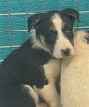 adoptable Dog in  named WANDA