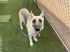 adoptable Dog in  named MIA