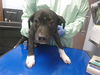 adoptable Dog in  named MAX