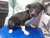 adoptable Dog in  named JOEY