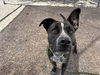 adoptable Dog in  named CHICKADEE