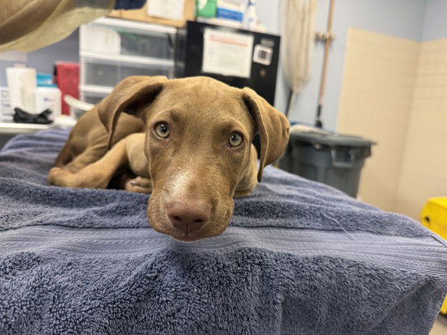 adoptable Dog in Phoenix, AZ named KETTLE CORN