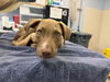 adoptable Dog in  named KETTLE CORN