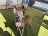 adoptable Dog in  named MAV