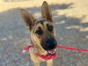 adoptable Dog in  named APRIL
