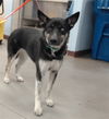 adoptable Dog in  named REYNA