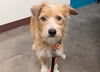 adoptable Dog in  named HARPER