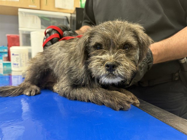 adoptable Dog in Phoenix, AZ named NELSON