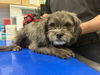 adoptable Dog in  named NELSON