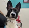 adoptable Dog in  named CLEO