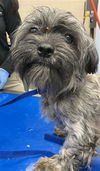adoptable Dog in  named MUSHROOM