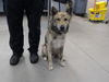 adoptable Dog in  named GABRIEL
