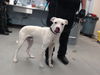 adoptable Dog in  named PACMAN