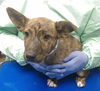 adoptable Dog in  named HUBCAP