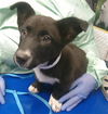 adoptable Dog in  named HARMONICA