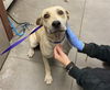 adoptable Dog in  named MISTY