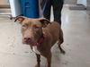 adoptable Dog in  named JISOO