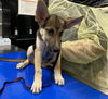 adoptable Dog in  named SPARTACUS