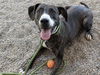 adoptable Dog in  named CHARLES