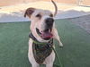 adoptable Dog in  named BLUR