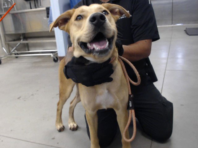 adoptable Dog in Phoenix, AZ named MARTIN