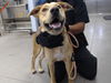 adoptable Dog in  named MARTIN