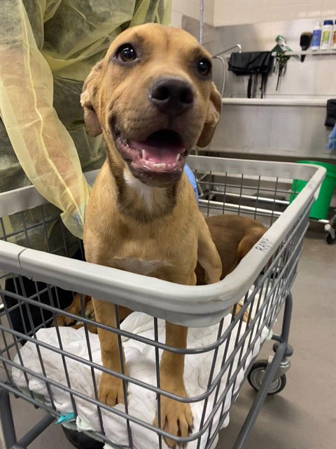 adoptable Dog in Phoenix, AZ named MERCEDES