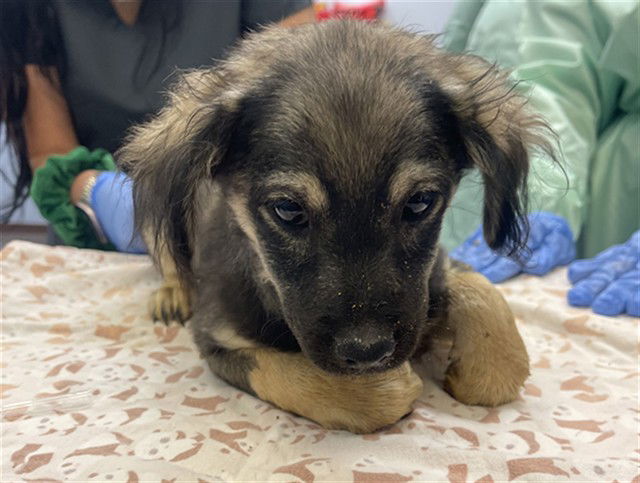 adoptable Dog in Phoenix, AZ named LEFT TURN