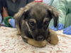 adoptable Dog in  named LEFT TURN