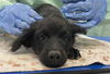 adoptable Dog in  named RIGHT TURN