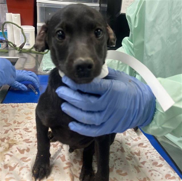 adoptable Dog in Phoenix, AZ named U TURN