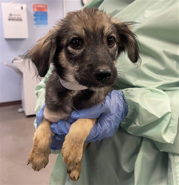 adoptable Dog in Phoenix, AZ named YIELD SIGN