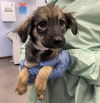 adoptable Dog in  named YIELD SIGN