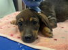 adoptable Dog in  named CROSSWALK