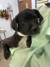 adoptable Dog in  named GREEN LIGHT