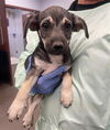 adoptable Dog in  named RED LIGHT