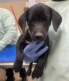 adoptable Dog in  named YELLOW LIGHT