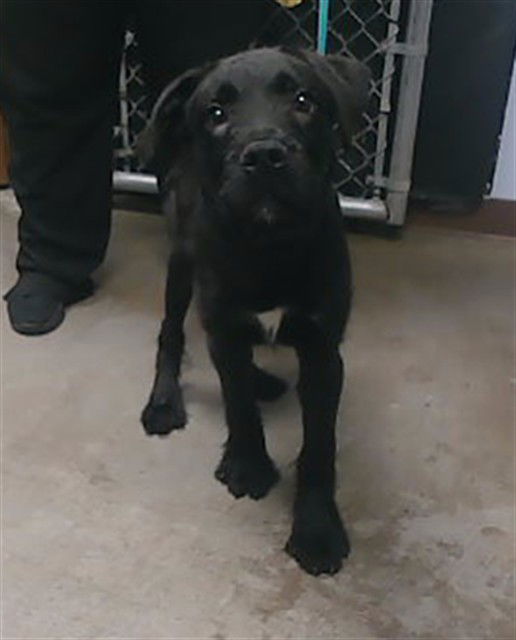 adoptable Dog in Phoenix, AZ named TREASURE