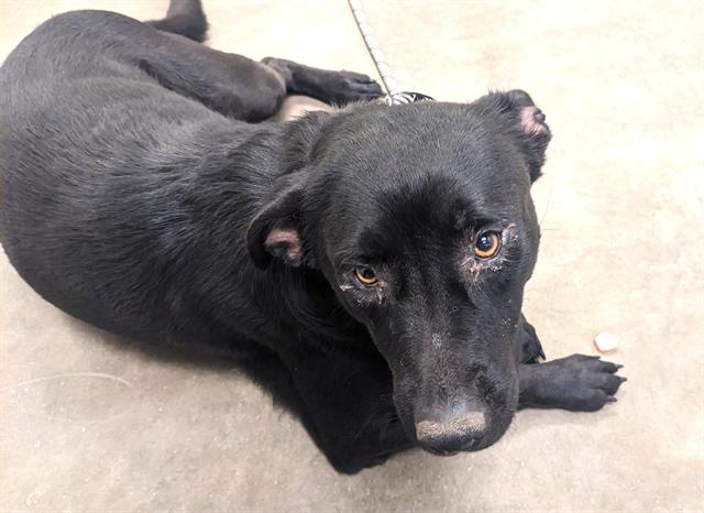 adoptable Dog in Phoenix, AZ named DARLA