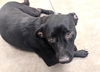 adoptable Dog in  named DARLA