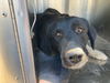 adoptable Dog in  named DARCY